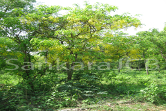 Cassia fistula